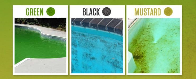 How to Get Rid of Mustard Algae – an Exclusive Guide 2