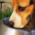 Top 5 Dry Dog Food Products On The Market Right Now