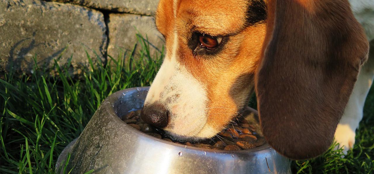 Top 5 Dry Dog Food Products On The Market Right Now