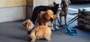 The Best Dog Leashes For Hiking: Reviews & Buying Guide