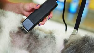 Best Dog and Cat Hair Clippers: Review and Buying Guide