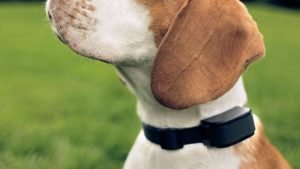 Best Dog Training Collar Reviews